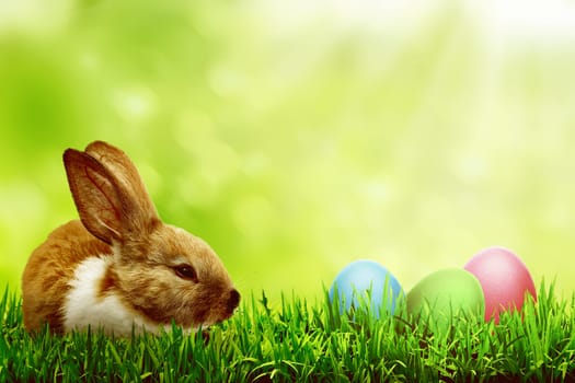 Easter egg on the grass with cute bunny