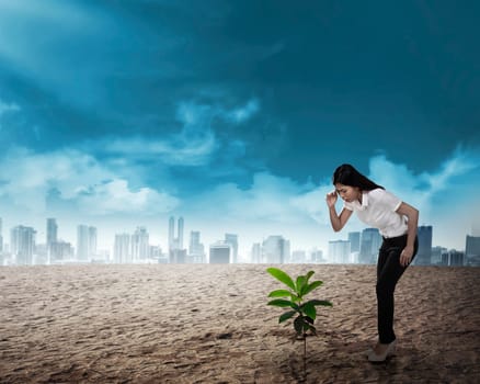 Asian business woman looking down the plant seed grow on the desert. Business investment concept