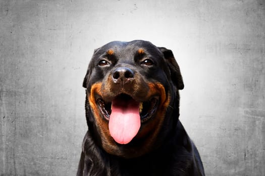Portrait of a purebred rottweiler. It is guard dog