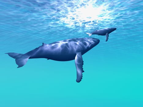 A mother and calf Humpback whales swim together in clear blue tropical waters.