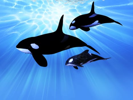A family pod of Orca Killer whales swim togther in the deep ocean.