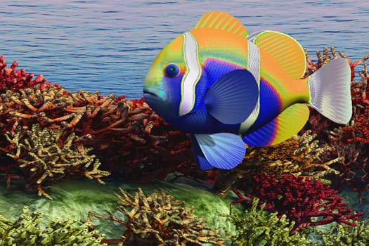 A large ocean Clown fish is as colorful as the coral reef he swims in.