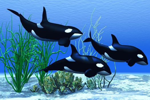 A pod of Orca Killer whales swim along an ocean reef looking for food.
