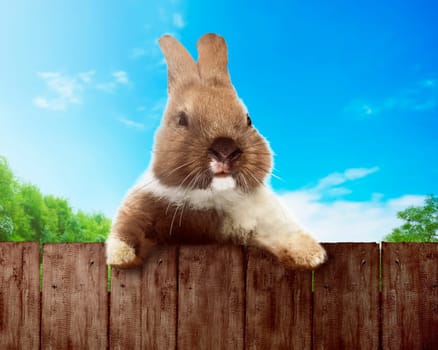 Cute easter bunny. You can put your design on the fence