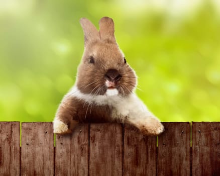 Cute easter bunny. You can put your design on the fence