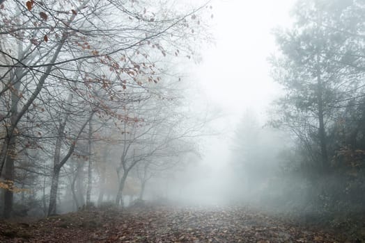 Foggy landscape of Gerês N. P. Portugal in beautiful Autumn colors