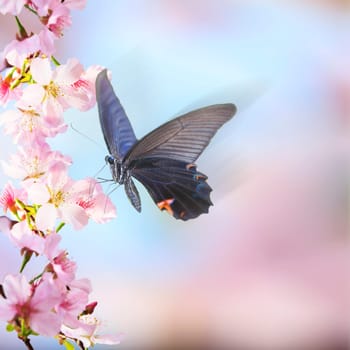 The realistic sakura cherry branch with blooming flowers with nice background color