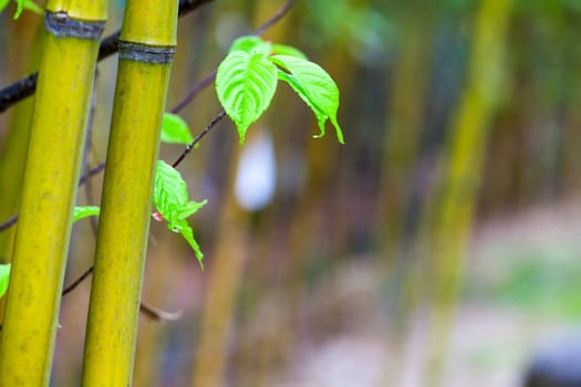 The beautiful bamboo branch in bamboo forest with beautiful green nature background