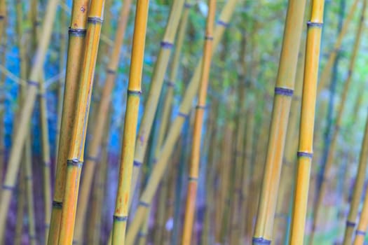 The beautiful bamboo branch in bamboo forest with beautiful green nature background