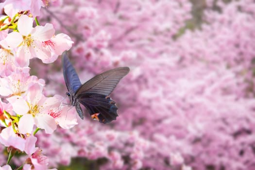 The realistic sakura cherry branch with blooming flowers with nice background color