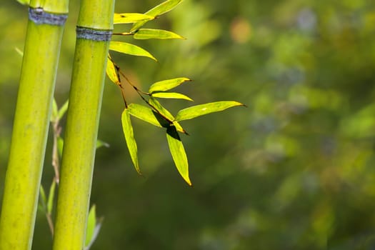 The beautiful bamboo branch in bamboo forest with beautiful green nature background