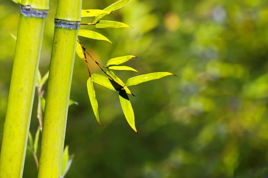 The beautiful bamboo branch in bamboo forest with beautiful green nature background