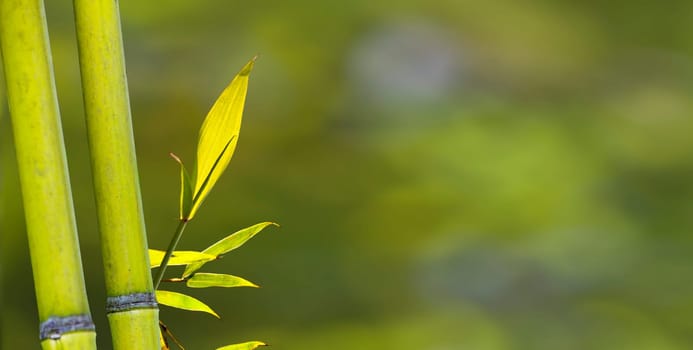 The beautiful bamboo branch in bamboo forest with beautiful green nature background