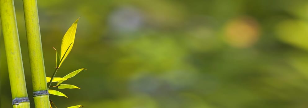 The beautiful bamboo branch in bamboo forest with beautiful green nature background