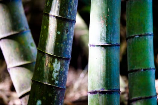 The beautiful bamboo branch in bamboo forest with beautiful green nature background