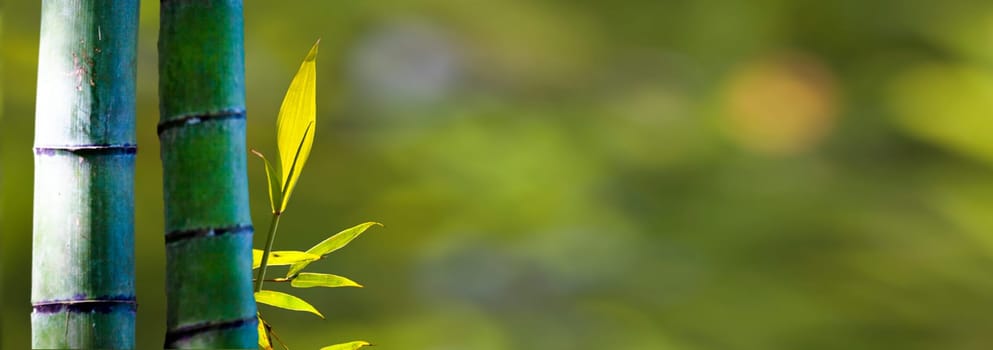 The beautiful bamboo branch in bamboo forest with beautiful green nature background