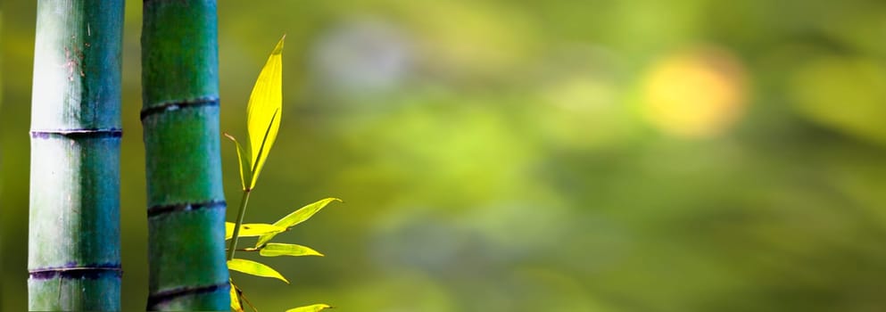 The beautiful bamboo branch in bamboo forest with beautiful green nature background