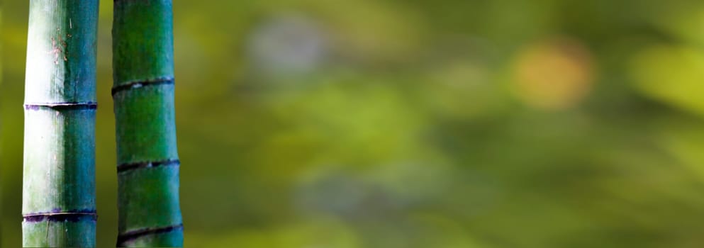 The beautiful bamboo branch in bamboo forest with beautiful green nature background