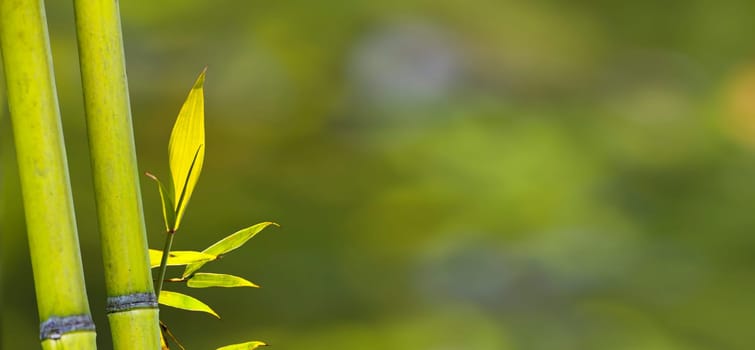 The beautiful bamboo branch in bamboo forest with beautiful green nature background