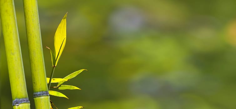 The beautiful bamboo branch in bamboo forest with beautiful green nature background