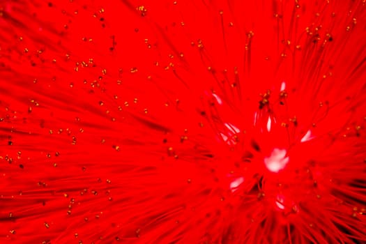 The beautiful pistils and stamens of a flower