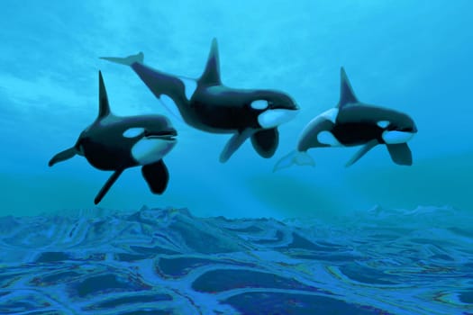 Three Killer whales swim over an ancient fossil bed looking for fish prey.