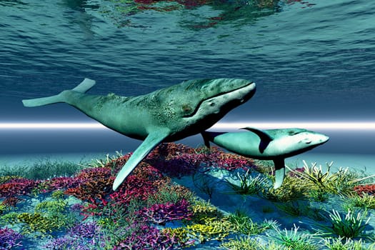 A mother Humpback whale and her calf swim over a coloful reef full of coral.