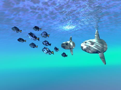 A school of Blue Tango fish swim near two huge Sunfish in clear ocean waters.