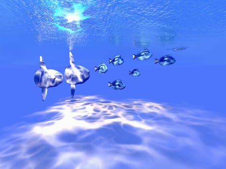Two Sunfish swim near a school of Blue Tango fish in clear tropical waters.