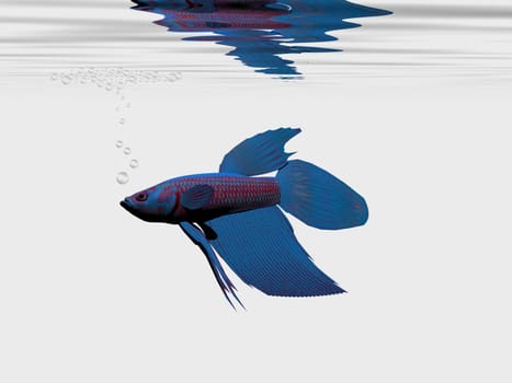 A Blue Betta Siamese Fighting fish male builds a bubble nest for mating with a female.