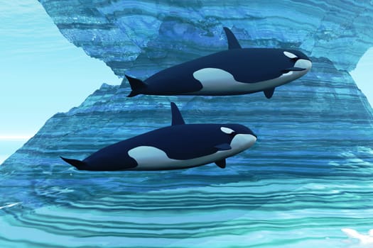 Two Killer whales travel in Arctic sea waters where icebergs go down to the ocean floor.