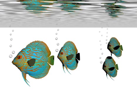 This aquarium has colorful Discus fish which is a chiclid fish from the Amazon River basin.