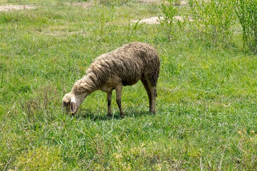 field sheep grazing farm grass rural