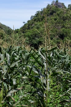 corn farming plantation Asia bamboo mountain