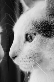 White cat sits at the window and looks out,black and white photo