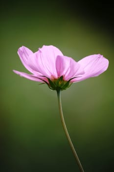 A jewelry basket,Cosmea,via side view against an almost homogeneous background.