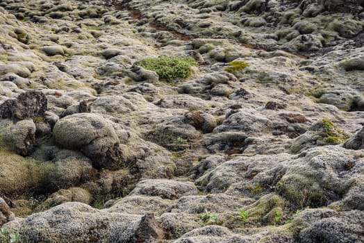 Lava field covered with moss on rocks in summer, Iceland, selective focus