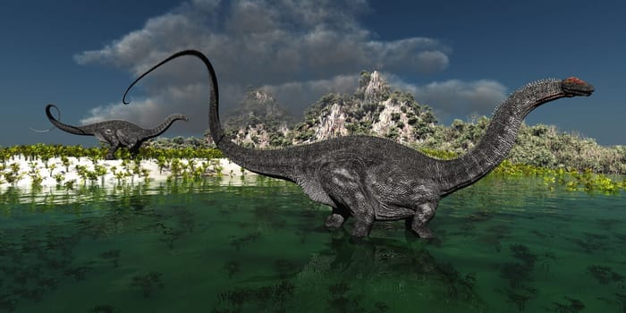 Two Apatosaurus dinosaurs look for vegetation to eat in a swampy area.