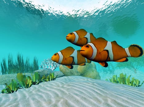Three Clownfish keep together for protection and watch for predators.