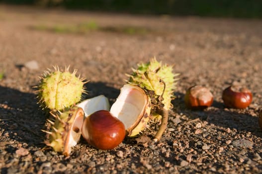 Close-up of several seeds of the horse chestnut tree fallen on a wall path in the side evening light.