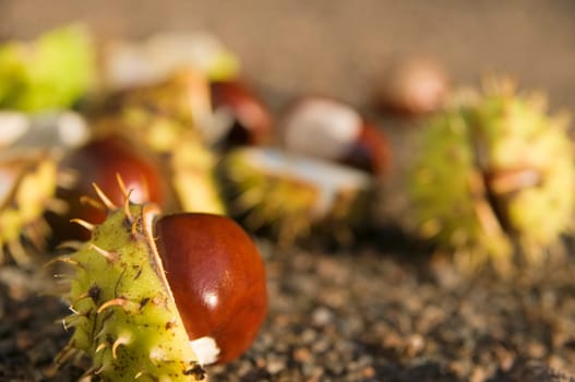 Close-up of several seeds of the horse chestnut tree fallen on a wall path in the side evening light.