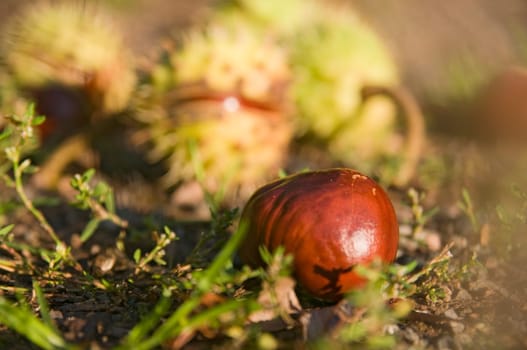 Close-up of several seeds of the horse chestnut tree fallen on a wall path in the side evening light.