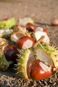 Close-up of several seeds of the horse chestnut tree fallen on a wall path in the side evening light.