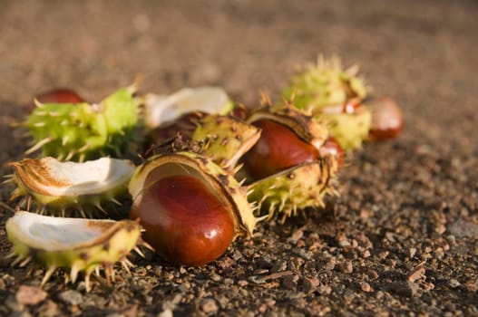 Close-up of several seeds of the horse chestnut tree fallen on a wall path in the side evening light.
