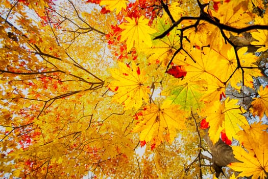 The easy picture beautiful maple autumn landscape background