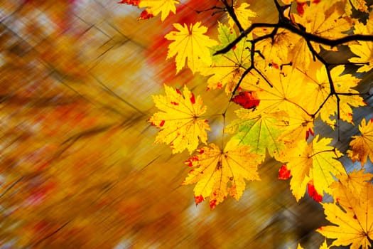 The easy picture beautiful maple autumn landscape background