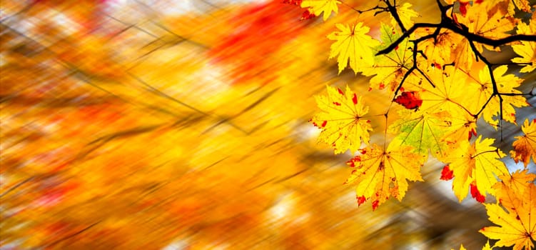 The easy picture beautiful maple autumn landscape background