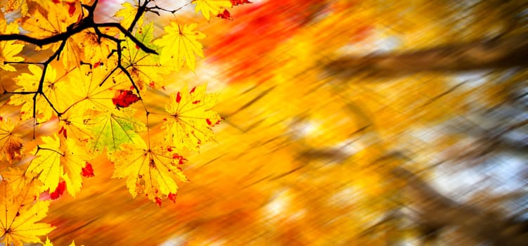 The easy picture beautiful maple autumn landscape background