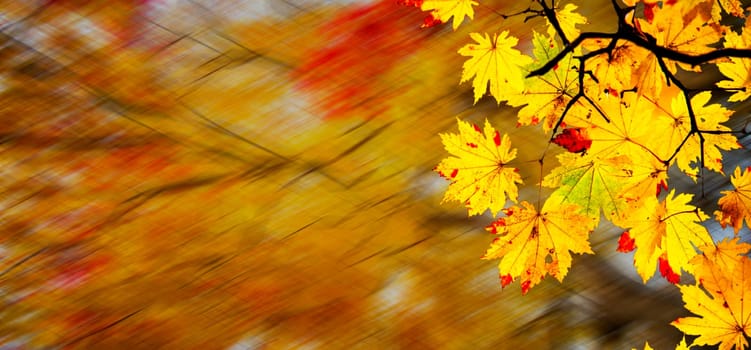The easy picture beautiful maple autumn landscape background