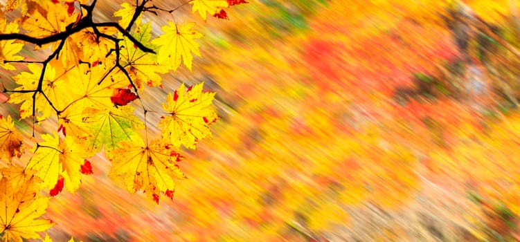 The easy picture beautiful maple autumn landscape background